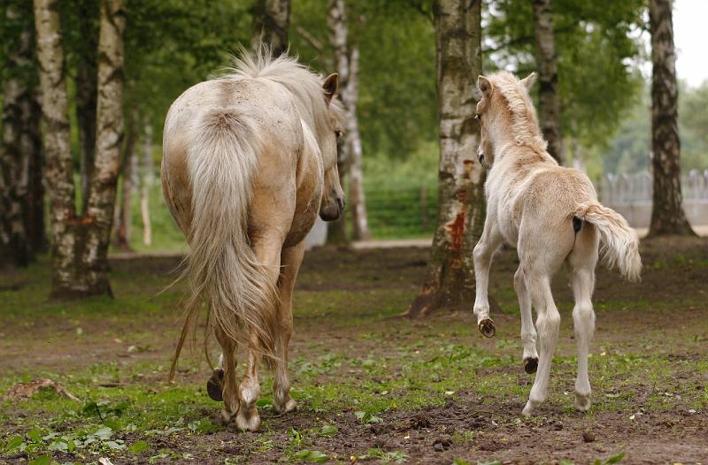 Lysir von Heidmoor und Ljoska von Heidmoor.jpg